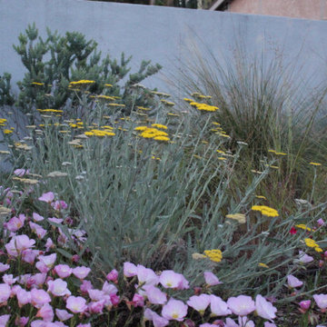 Superbloom Preplanned California Wildflower Garden