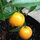 calamondindave