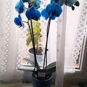 Christine Gley's photo