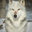 Wolf Ridge Builders