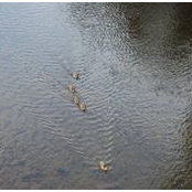 Cynthia Huling Morgan's photo
