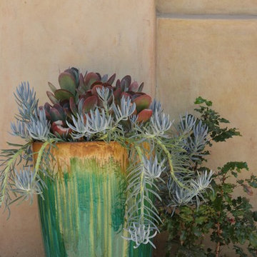 Succulents Are Contained