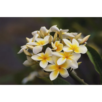 Hawaii  Cluster Of White Plumeria (Frangipani) Flowers On Tree. Print