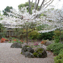 japanese garden - no grass