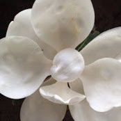 Beth Brondsema's photo
