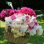 Kathy Dyson's photo