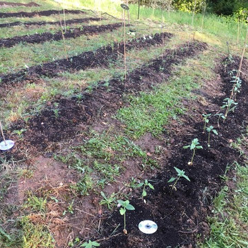Small Scale Market and Kitchen Gardens - Progress Photos