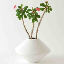 planters