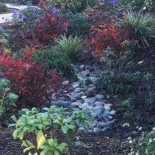 rain gardens