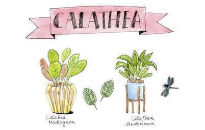 La Calathea, Quarta Puntata di Giardinaggio Illustrato