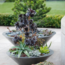 Container Gardens