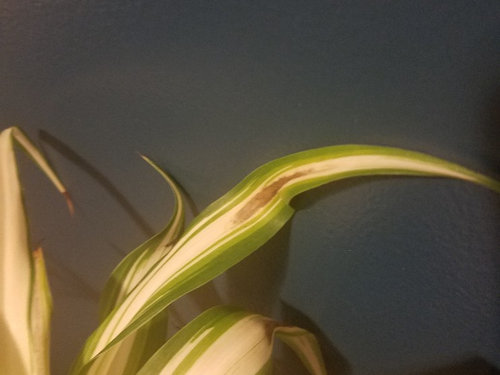 Spider Plant Leaves Browning in Middle?