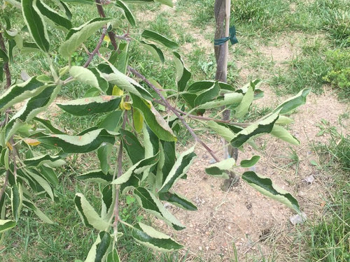 How to tell if fruit tree is overwatering