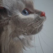 Susie Thio's photo