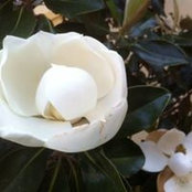 Diane Robertson's photo