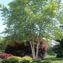 Tree Gardens
