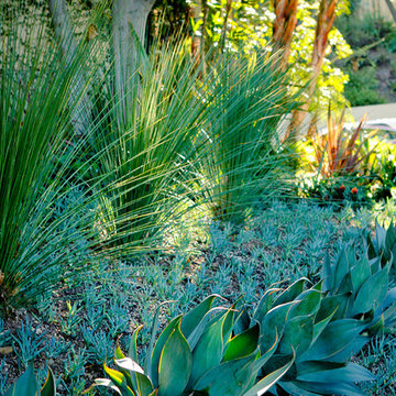Succulent Garden-agaves sculpture garden Drought Tolerant Garden