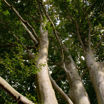 The Beech House