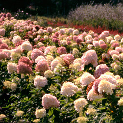 'Limelight' Hardy Hydrangea - Plants