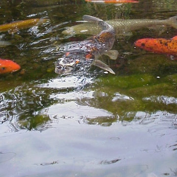 Best of www.socalpondpros.com