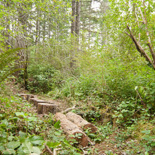 Woodland Gardens