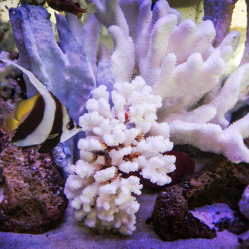 Saltwater Aquarium
