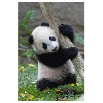"Giant Panda cub, native to China" Digital Paper Print by San Diego Zoo, 42"x62"