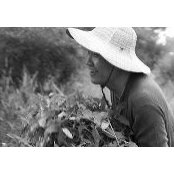 _bashils foto