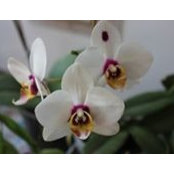 Selvi Moorthy's photo