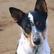 Carol Quijandria's photo