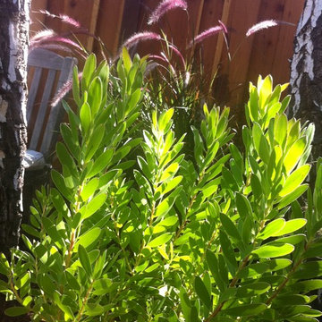 Private garden from Lawn Reduction