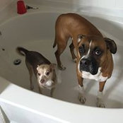 Ryan Guerrina's photo