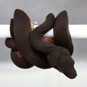 Robert Behmoiram's photo