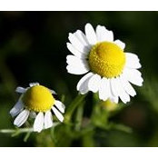 Rea Quinn's photo