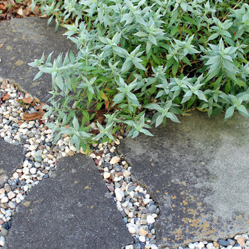 Wolfe Road Garden