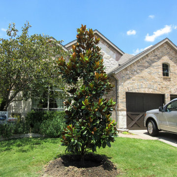Evergreen Trees & Shrubs
