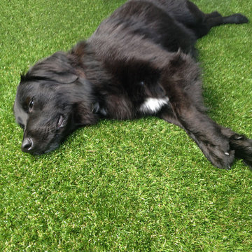 Pets Love Our Artificial Grass