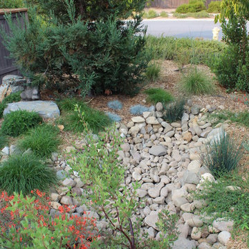 California Native Oasis