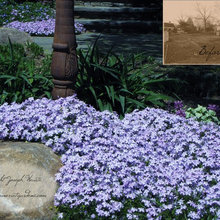 Landscape Ideas