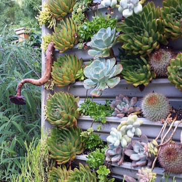 Beverly Hills Succulent Wall