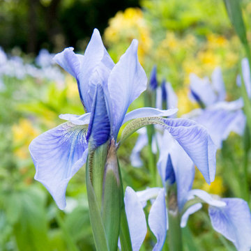 Modern cottage garden