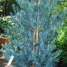 Ilfeld Plant suggestions