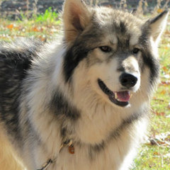 Wolf Pride
