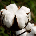 Cotton Construction Inc's profile photo