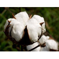 Cotton Construction Inc's profile photo