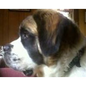 Photo de Hercules Tullius