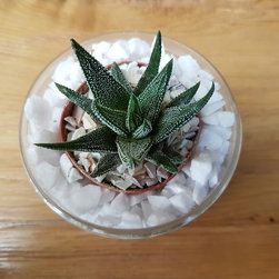 Interior Decor - Products