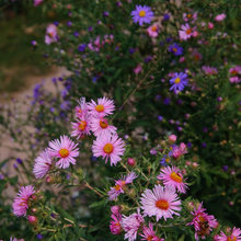 garden options