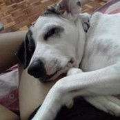Jessy Shows foto