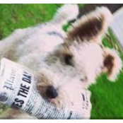 Mulligan Wire Fox Terrier's photo